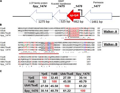 Novel Tyrosine Kinase-Mediated Phosphorylation With Dual Specificity Plays a Key Role in the Modulation of Streptococcus pyogenes Physiology and Virulence